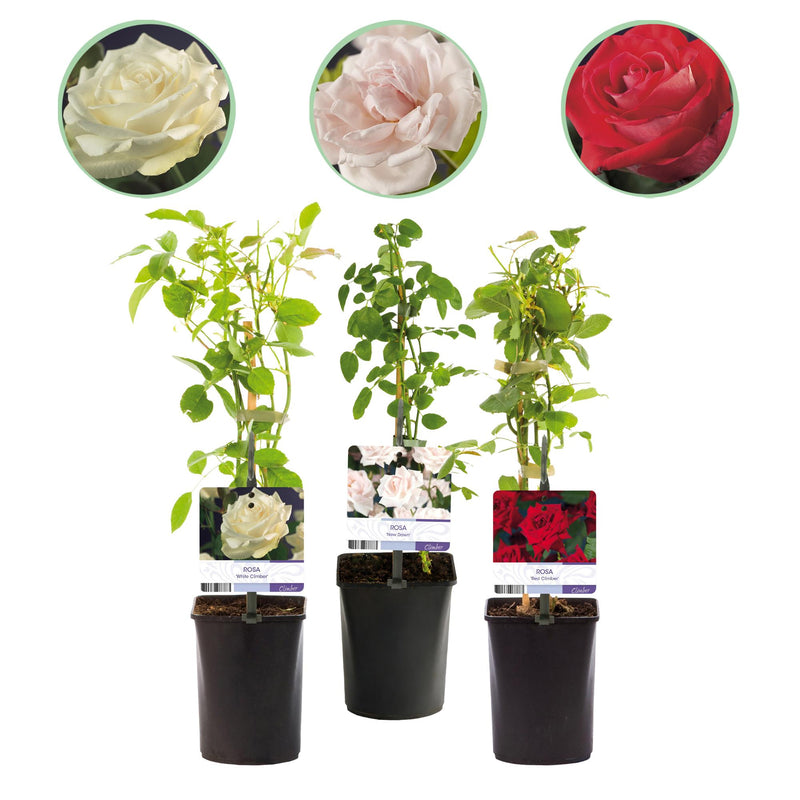 GreenboutiQ Kletterrose Rosa Tricolour, 3 Pflanzen, 40cm, 11cm Topf