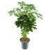 Schefflera Compacta Nora – Zimmerpflanze Ø21cm H75cm Bild 1