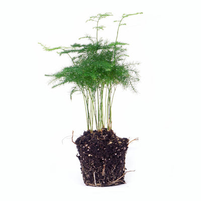 Asparagus Setaceus Plumosus – Zier-Spargel für Terrarien