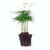 Asparagus Setaceus Plumosus – Zier-Spargel für Terrarien Bild 2
