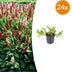 24x Persicaria aff. 'Darjeeling Red' - ↕10-25cm - Ø9cm Bild 1