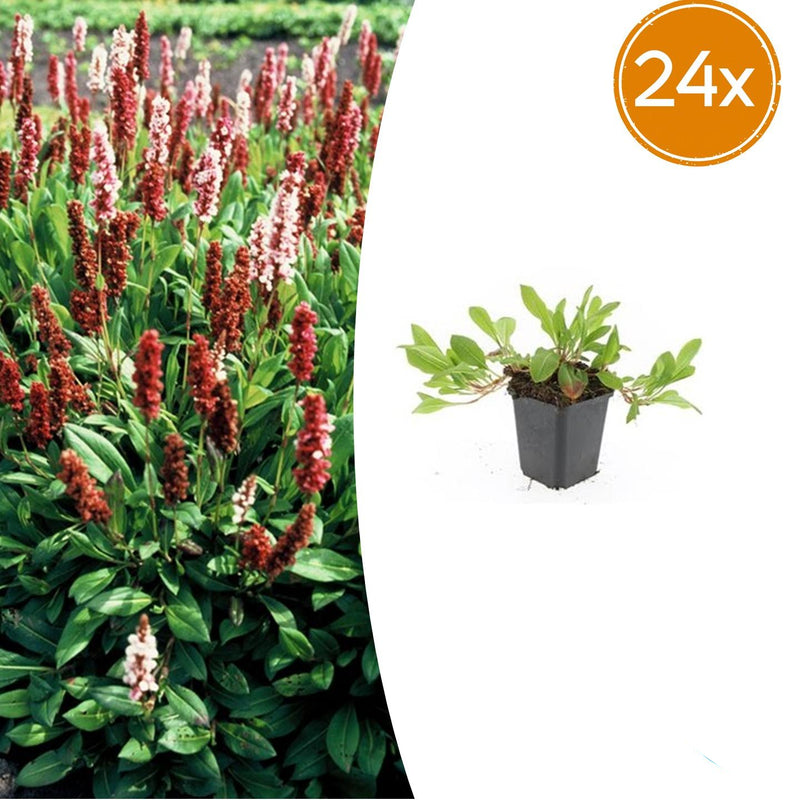 24x Persicaria aff. 'Darjeeling Red' - ↕10-25cm - Ø9cm