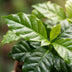 2x Coffea Arabica Kaffeepflanze - Ø 12 cm - Höhe: 25 cm Bild 3