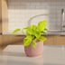 Epipremnum Pinnatum 'Golden Pothos' in ELHO Pot Pink 14 cm Bild 3