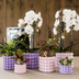 Hummingbird Orchid Purple Set: White Orchid & Green Plant including Pots Bild 5