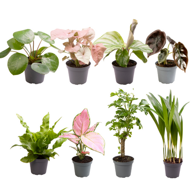 Babypflanzen-Überraschungsbox: 8x Mini-Pflanzen im 6cm Topf