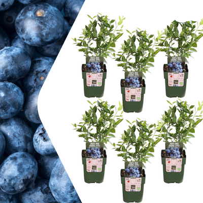 6x BIO Heidelbeerpflanzen (Ø 13cm, 20cm) - Vaccinium corymbosum