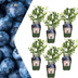 6x ORGANIC Blueberry Plants (Ø 13cm, 20cm) - Vaccinium corymbosum Bild 1