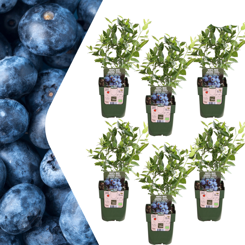 6x ORGANIC Blueberry Plants (Ø 13cm, 20cm) - Vaccinium corymbosum