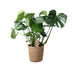 Monstera in basket - Swiss cheese plant Ø21cm, ↕60cm Bild 1