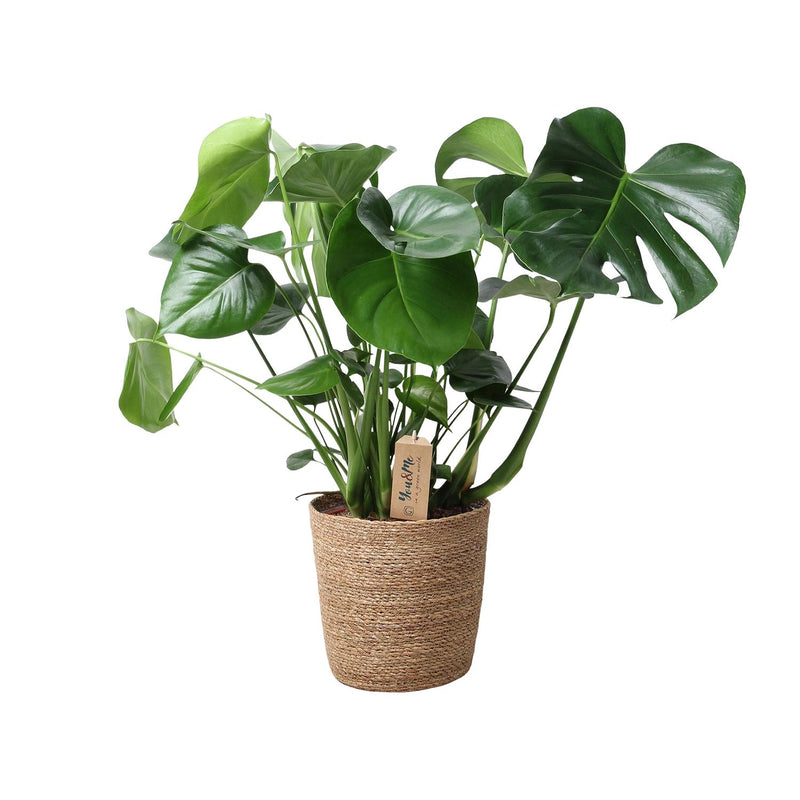 Monstera in basket - Swiss cheese plant Ø21cm, ↕60cm