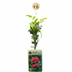 6x Trompetenblume (Campsis radicans) Orange-Rot, Kletterpflanze Ø9cm Bild 2