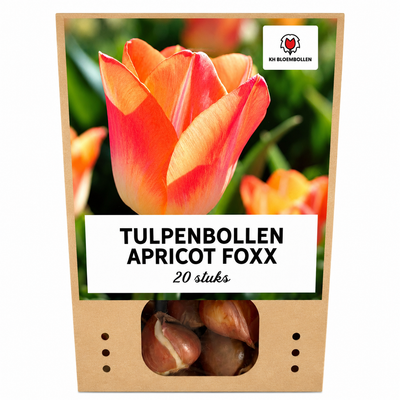 Tulpenzwiebeln Apricot Foxx – 20 Stück | KH Bloembollen® | Zalmroze Tulp – Elegant & Grootbloemig – Voor Tuin of Pot – Maat 11/12 – Vers van de Teler