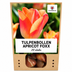 Tulpenbollen Apricot Foxx – 20 Stuks | KH Bloembollen® | Zalmroze Tulp – Elegant & Grootbloemig – Voor Tuin of Pot – Maat 11/12 – Vers van de Teler Bild 7