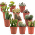 12er Kakteen & Sukkulenten Mix, Mini, 5,5 cm Topf Bild 1