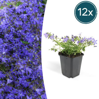 12x Glockenblume 'Stella' (10-25cm) – Perfekt für Beete & Balkon