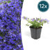 12x Glockenblume 'Stella' (10-25cm) – Perfekt für Beete & Balkon Bild 1