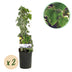 GreenboutiQ Efeu 'Glacier' - Immergrüne Kletterpflanze, 2er Set Bild 1