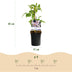 GreenboutiQ Kletterpflanzen Set: 4 Sorten für üppige Blütenpracht Bild 2