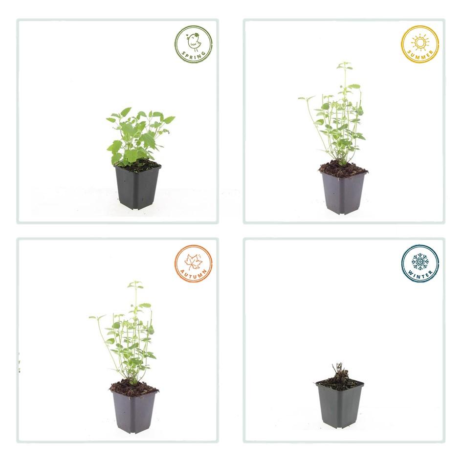 Agastache 'Black Adder' - 12x Staude ↕10-25cm im Ø9cm Topf