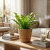 Green boutiQ - Asplenium Crispy Wave - Krauser Wellenfarn - 1 Plant - met Mand - Pot 12cm - Hoogte - 30cm Bild 3