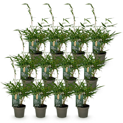 Green boutiQ Bambus Fargesia robusta Pingwu - 12x Topf 14cm