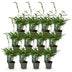 Green boutiQ Bambus Fargesia robusta Pingwu - 12x Topf 14cm Bild 2
