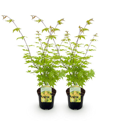 GreenboutiQ Japanischer Ahorn Summergold, Gelb, 2 Pflanzen, 70cm