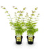 GreenboutiQ Japanischer Ahorn Summergold, Gelb, 2 Pflanzen, 70cm Bild 2