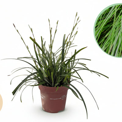 GreenboutiQ Carex oshimensis Intense Green - 4 Pflanzen, 50cm Höhe