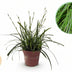 GreenboutiQ Carex oshimensis Intense Green - 4 Pflanzen, 50cm Höhe Bild 1