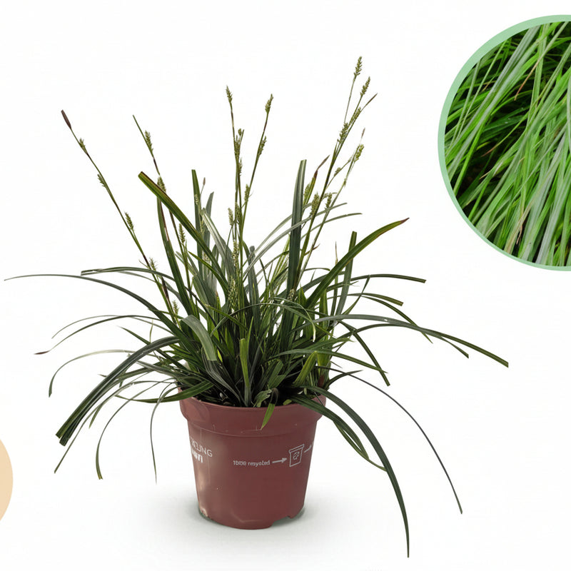 GreenboutiQ Carex oshimensis Intense Green - 4 Pflanzen, 50cm Höhe