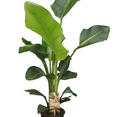 Strelitzia Nicolai XL Zimmerpflanze - 70cm - P17 Topf