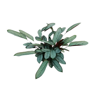 Ctenanthe Oppenheimiana - Grüne Schönheit für Ihr Zuhause, 70cm