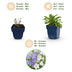Green boutiQ - Perennial - Campanula persicaria Duo - Peachleaf Bellflower - Bee and butterfly attractors - Blue - White - 24 Plants - Pot 11cm - Height 15-25cm Bild 4