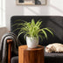 Variegated Spider Plant 'Variegatum' - Pet-Friendly Houseplant, 12cm Pot Bild 5