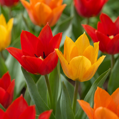 100x Tulipa Praestans Mix - Prächtige Tulpe Mix - Frühblüher Zwiebeln