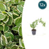 12x Vinca major 'Variegata' Bodendecker (10-25cm) Bild 1