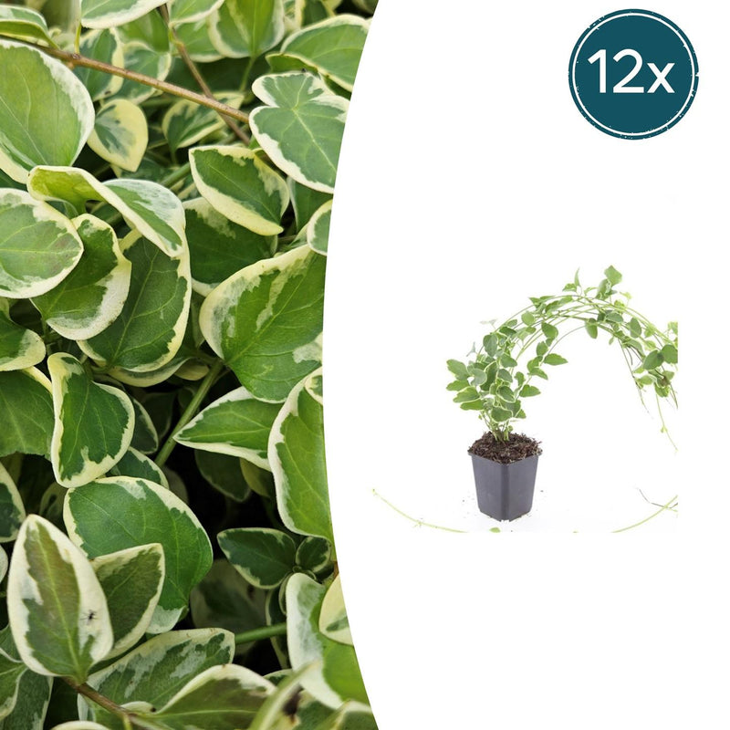 12x Vinca major 'Variegata' Bodendecker (10-25cm)
