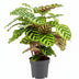 Calathea Makoyana Ø14cm - Elegante Zimmerpflanze mit Muster Bild 1