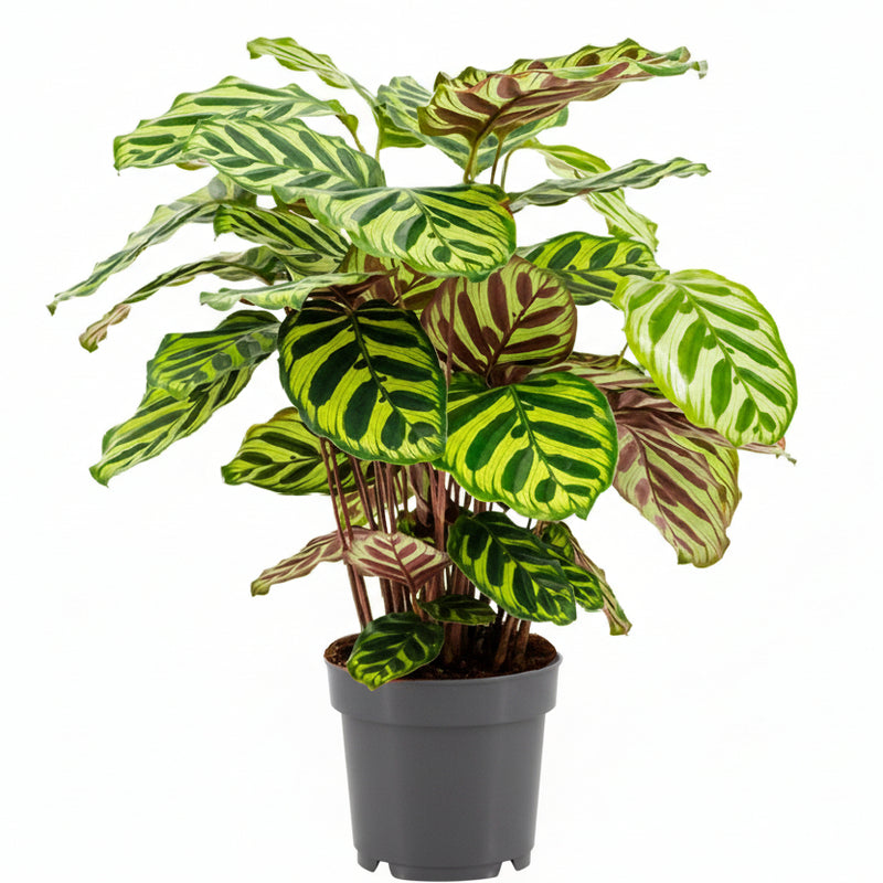 Calathea Makoyana Ø14cm - Elegante Zimmerpflanze mit Muster