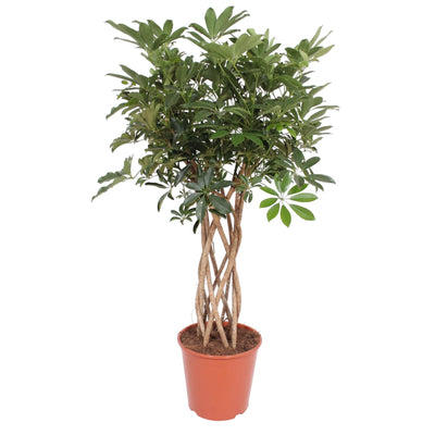 Geflochtene Schefflera Arboricola Compacta, 130 cm