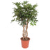 Geflochtene Schefflera Arboricola Compacta, 130 cm Bild 1