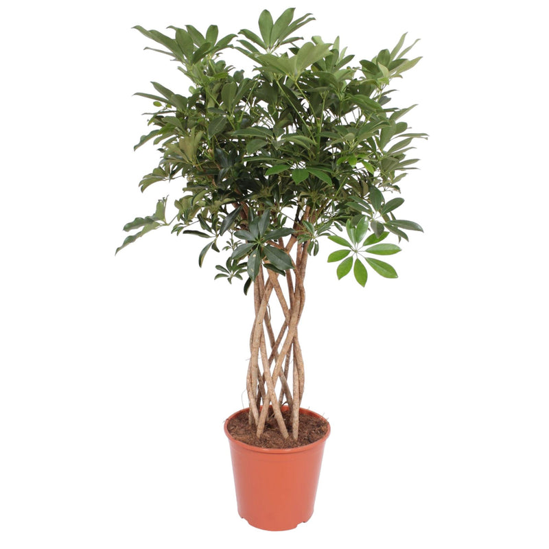 Geflochtene Schefflera Arboricola Compacta, 130 cm