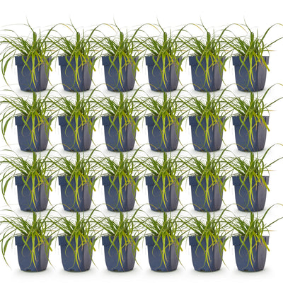 Green boutiQ - Grasses - Carex oshimensis Evergreen - Japanese Sedge - Evergreen - Green - 24 Plants - Pot 11cm - Height 15-25cm
