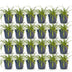 Green boutiQ - Grasses - Carex oshimensis Evergreen - Japanese Sedge - Evergreen - Green - 24 Plants - Pot 11cm - Height 15-25cm Bild 2