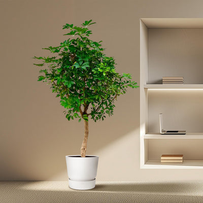 Schefflera auf Stamm (200cm) - Tropische Eleganz für Ihr Zuhause