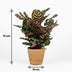 Calathea Makoyana: Luftreinigende Pfauen-Korbmarante im Korb, 70cm Bild 3