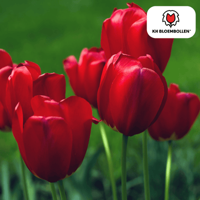 Tulpenbollen Seadov – 20 Stück | KH Bloembollen® | Dieprode Tulp – Krachtig, Klassiek & Tijdloos – Voor Tuin of Pot – Maat 11/12 – Vers van de Teler