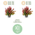 GreenboutiQ - Gartenpflanze - Leucothoe Little Flame - Rot - 2 Pflanzen - Immergrün - Pflegeleicht - Topf 17cm Höhe 45cm Bild 12